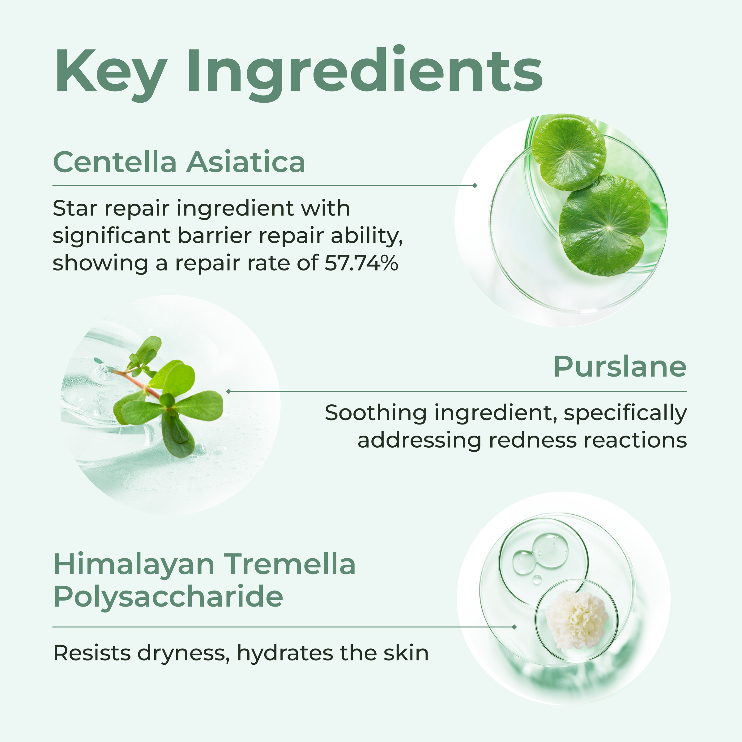 CHANDO Himalaya Centella Asiatica Freeze-dried Mask